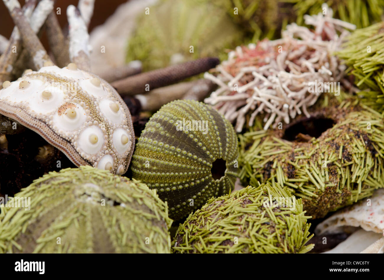 Ecuador, Galapagos, Floreana, Punta Cormoran. Group of sea shells including Green sea urchin. Stock Photo