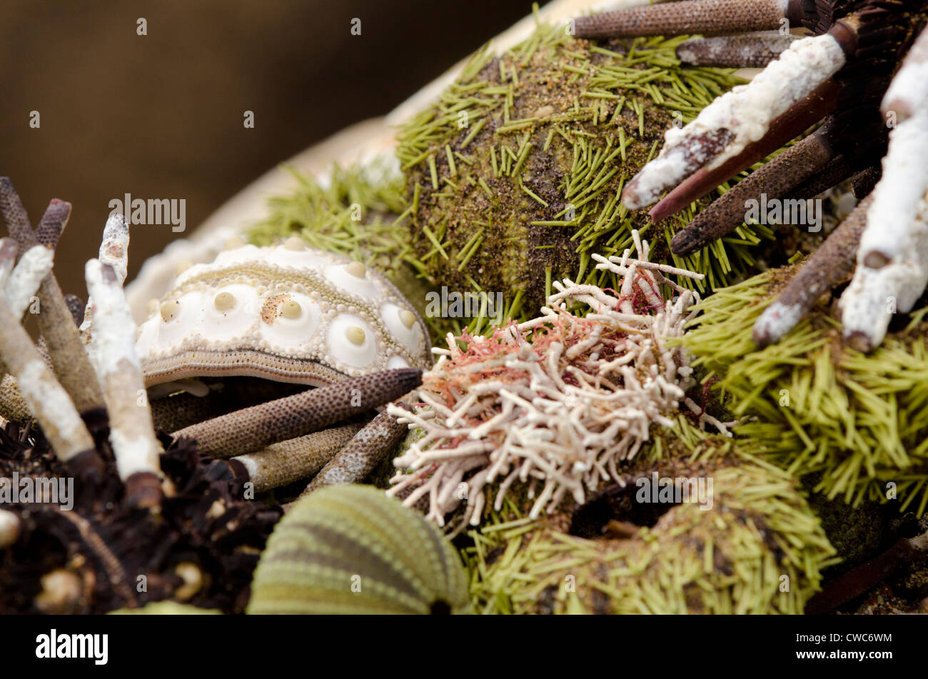 Ecuador, Galapagos, Floreana, Punta Cormoran. Group of sea shells including Green sea urchin. Stock Photo