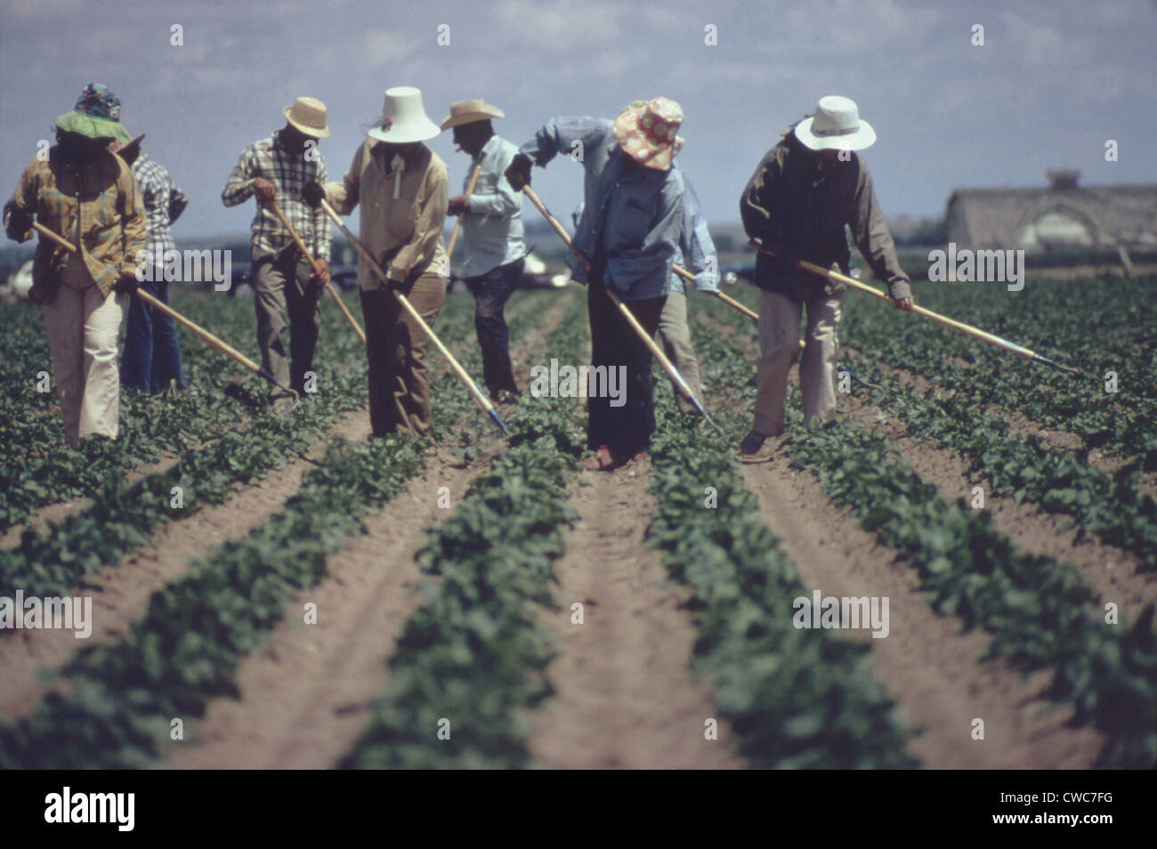 Gang of farm workers weeding sugar beets by hand with hoes. The men and woman wear hats and long sleeves to as protection Stock Photo