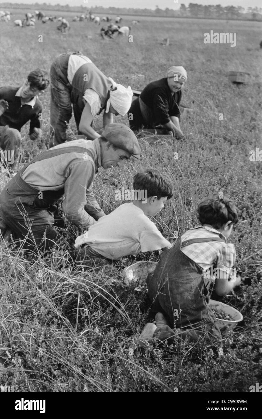 Child labor during the Great Depression. A Family of Italian-American from Philadelphia work in cranberry bog. Large families Stock Photo
