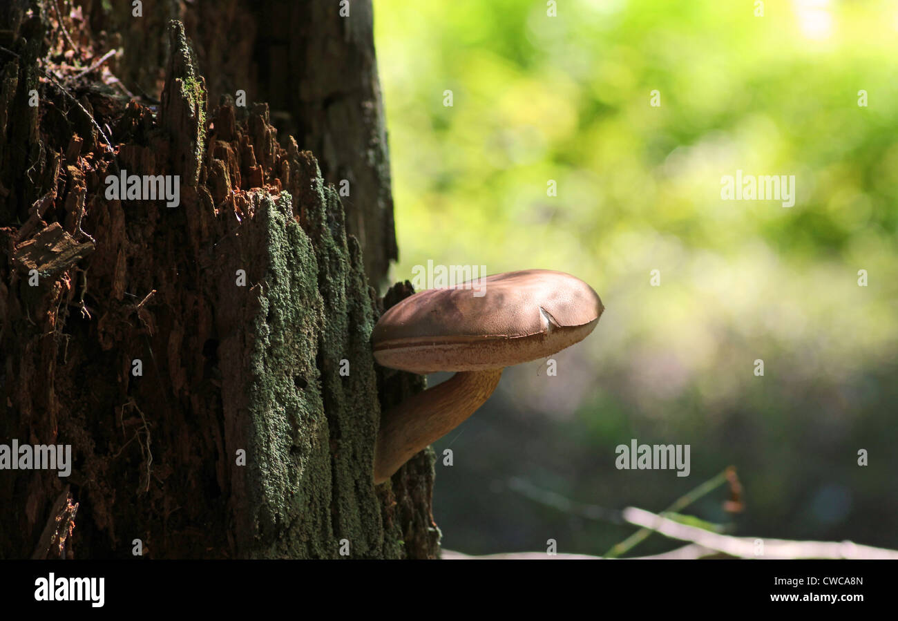 A mushroom grows out a rotting stump. Stock Photo