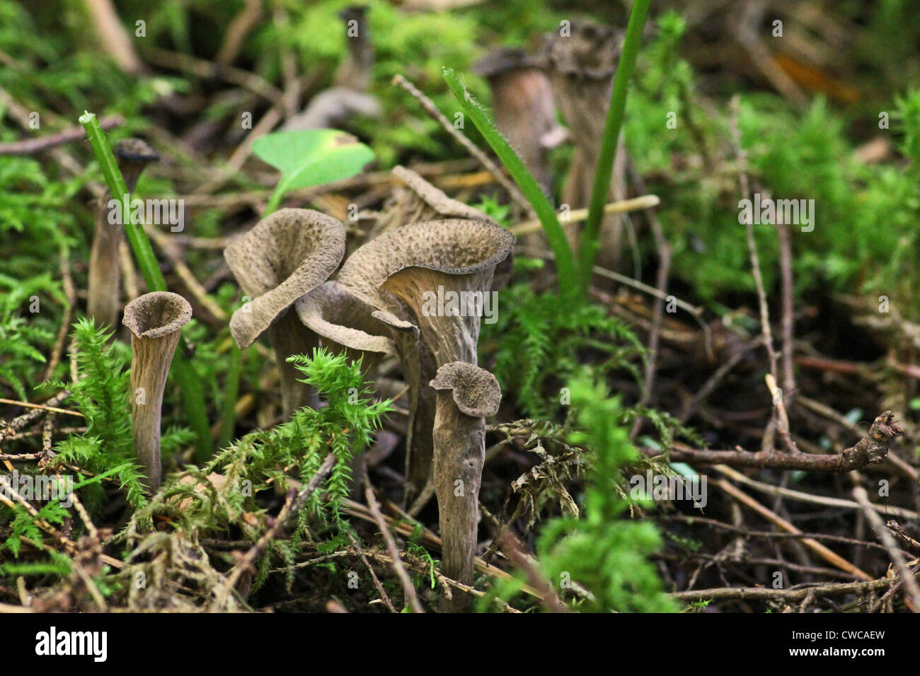 Several black trumpet mushrooms on the forest floor. Stock Photo