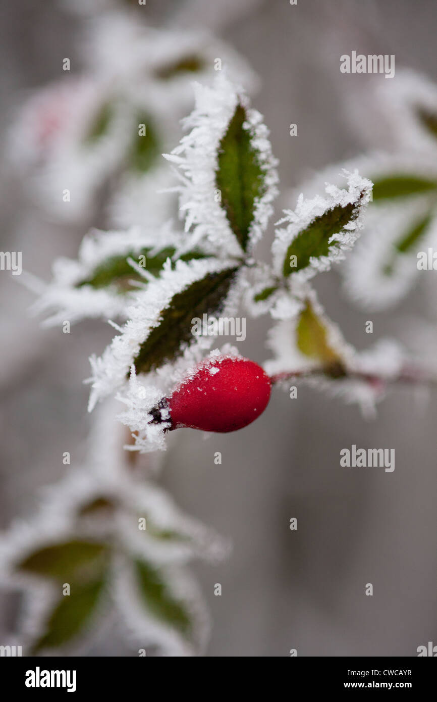 Frozen leaves of rose hips hi-res stock photography and images - Alamy