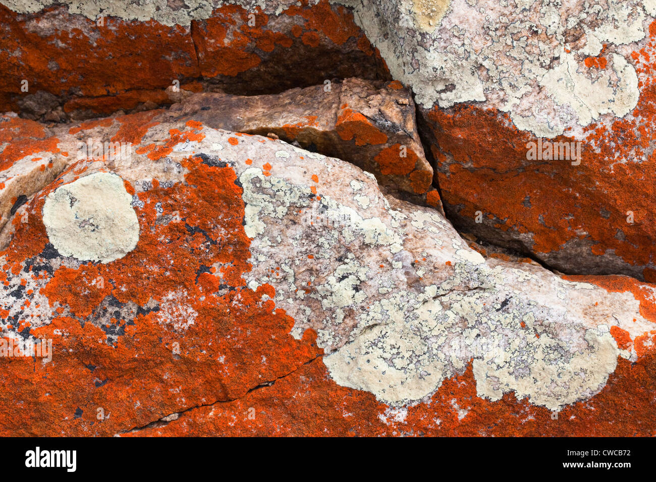 Lichen on rocks, Namaqualand coast, Northern Cape, South Africa Stock Photo