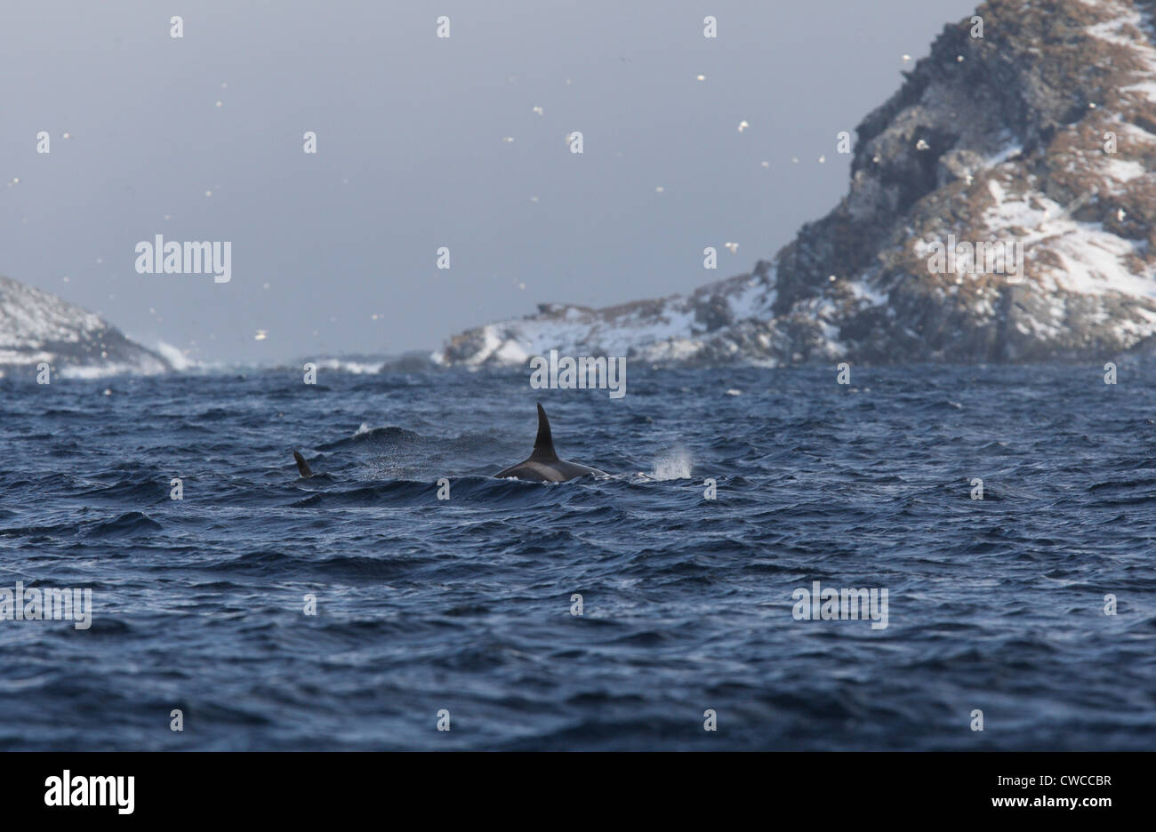 Killer Whales Orcinus orca off Hornoya Vardo Varanger Fjord Finnmark Norway Stock Photo
