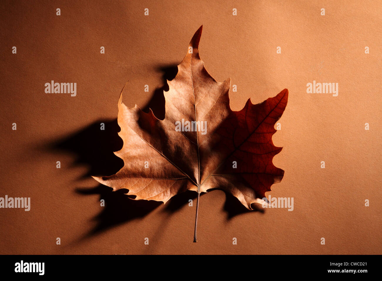 leaf Stock Photo