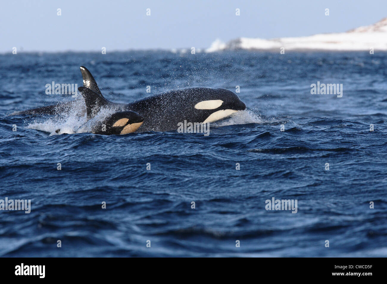 Killer Whales Orcinus orca mother and calf off Hornoya Vardo Varanger Fjord Finnmark Norway Stock Photo