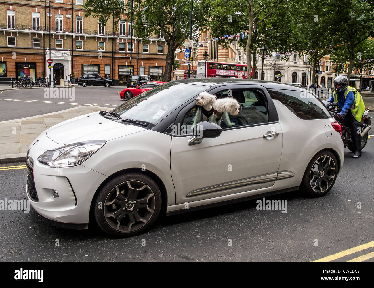 Two Maltese poodles admire the view from a car window - Chelsea, London, England, UK Stock Photo