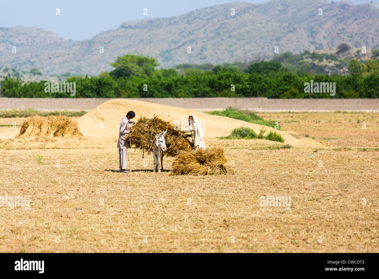 Gathering grain, Punjab Province, Pakistan Stock Photo