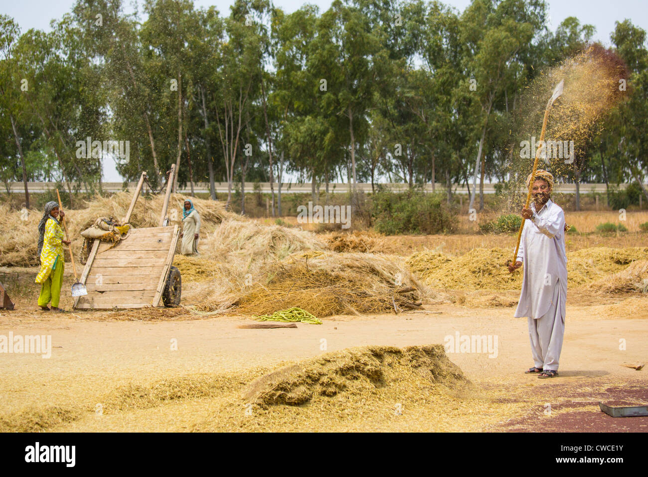 Separating the grain from the chaff in rural Punjab Province, Pakistan Stock Photo