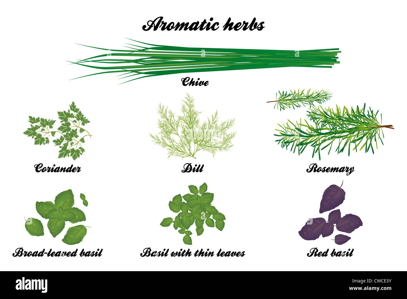 Aromatic herbs poster with all descriptions in English Stock Photo Alamy
