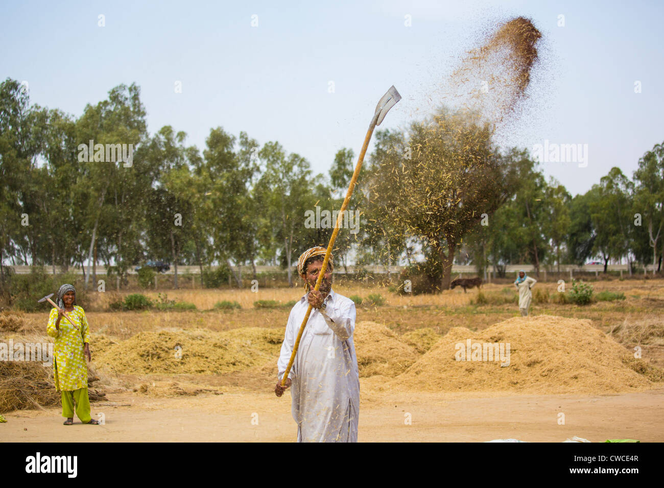 Separating the grain from the chaff in rural Punjab Province, Pakistan Stock Photo