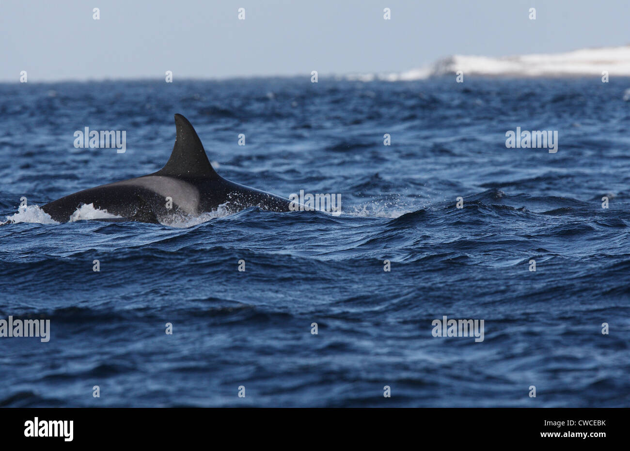 Killer Whale Orcinus orca off Hornoya Vardo Varanger Fjord Finnmark Norway Stock Photo