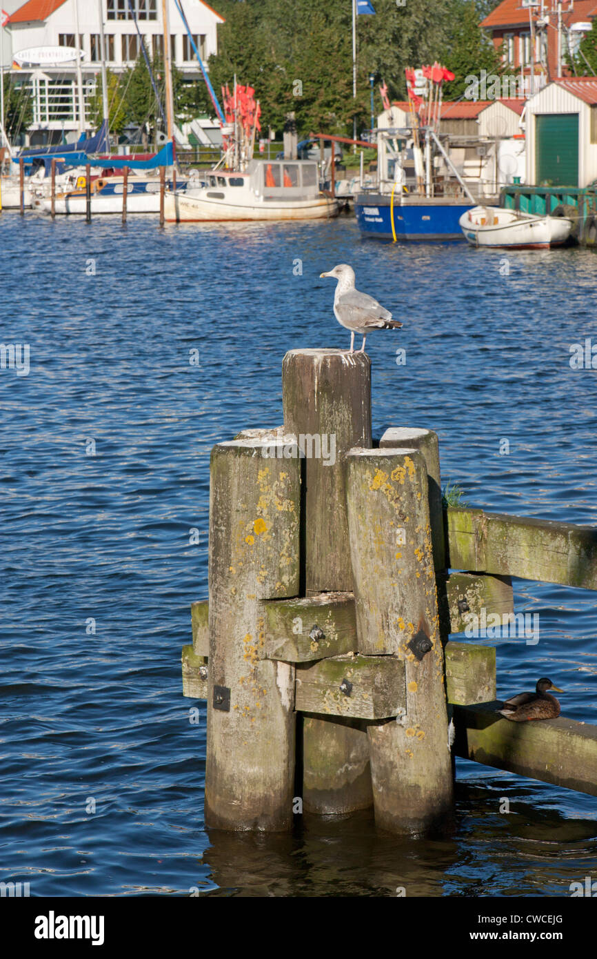 seagull, harbour of Eldena, Greifswald, Mecklenburg-West Pomerania, Germany Stock Photo