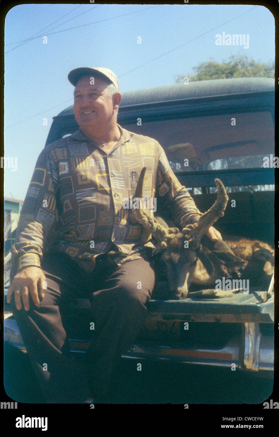 Hunter with deer he killed during hunt buck hunting hunt venision food sport sitting in 1950s pickup truck tailgate shirt fashio Stock Photo