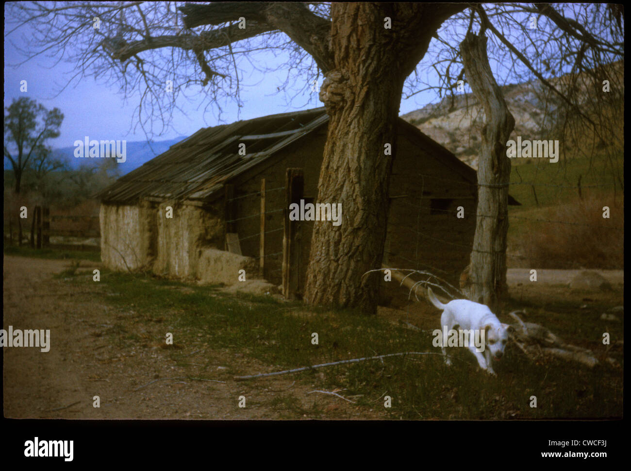 White dog near old farm house and tree 1965 Americana gothic barbed wire fence landscape no people Stock Photo