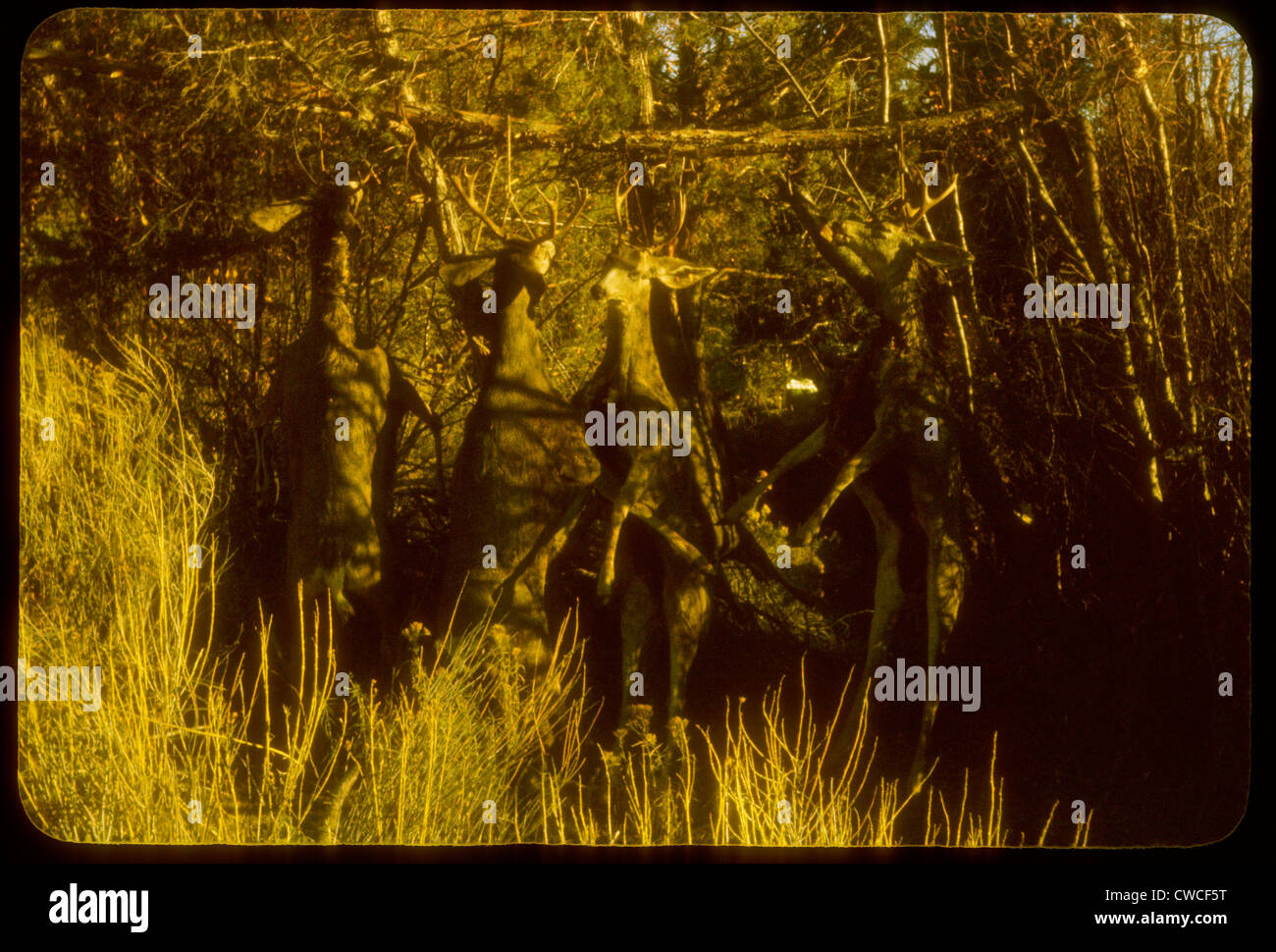 dead deer hanging up after hunt hunting 1960s venison processing Stock