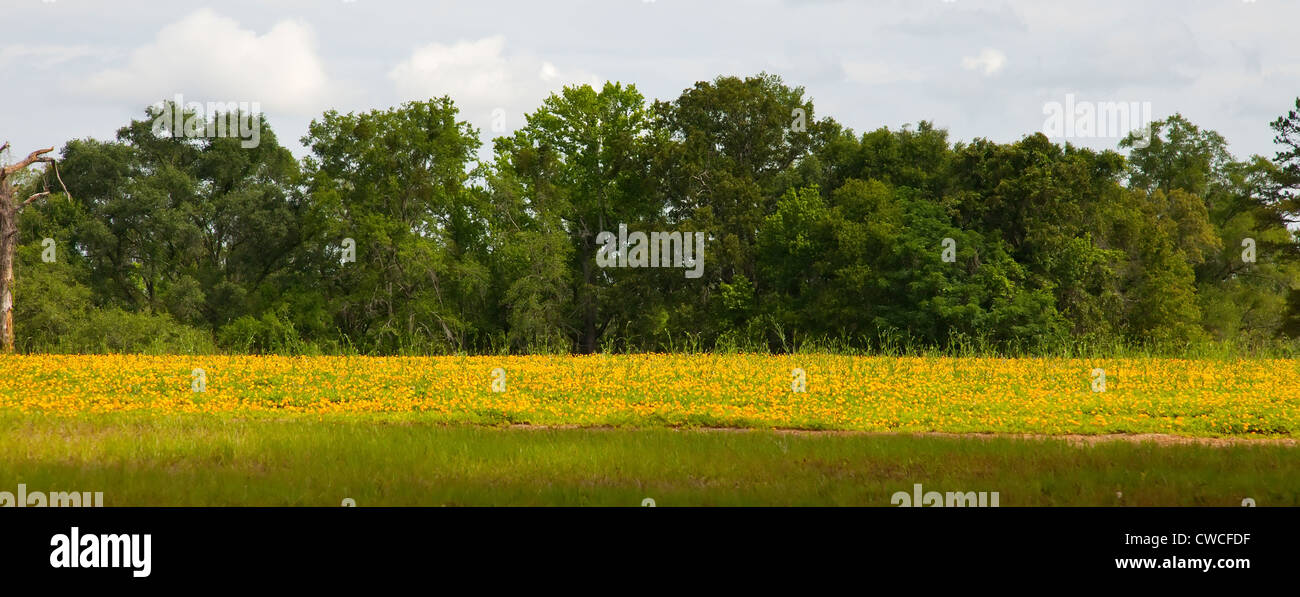 Field of yellow flowers against a green forest in Tallahassee, Florida Stock Photo