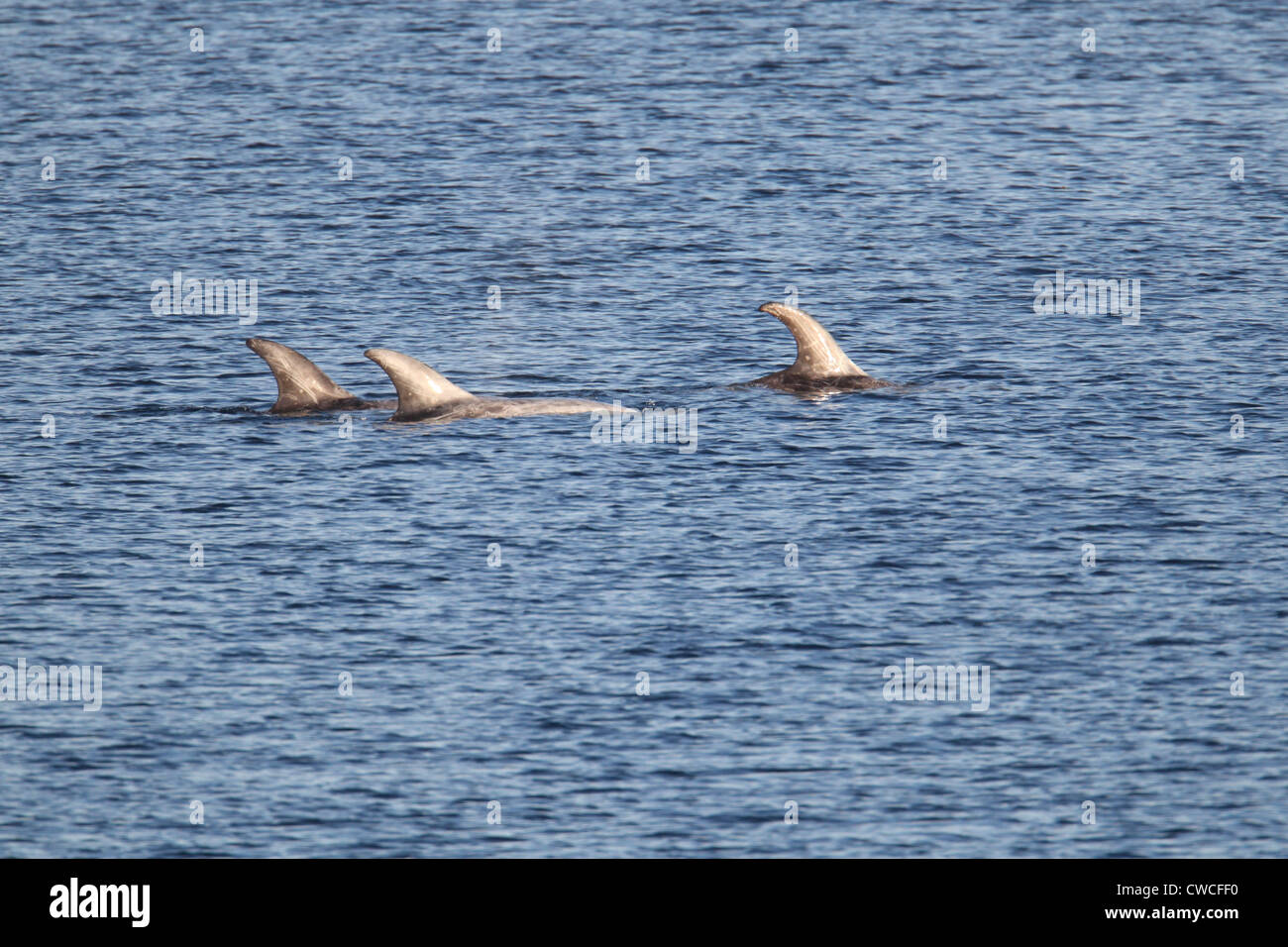 Risso's Dolphins Grampus griseus Catfirth Shetland Scotland UK Stock Photo