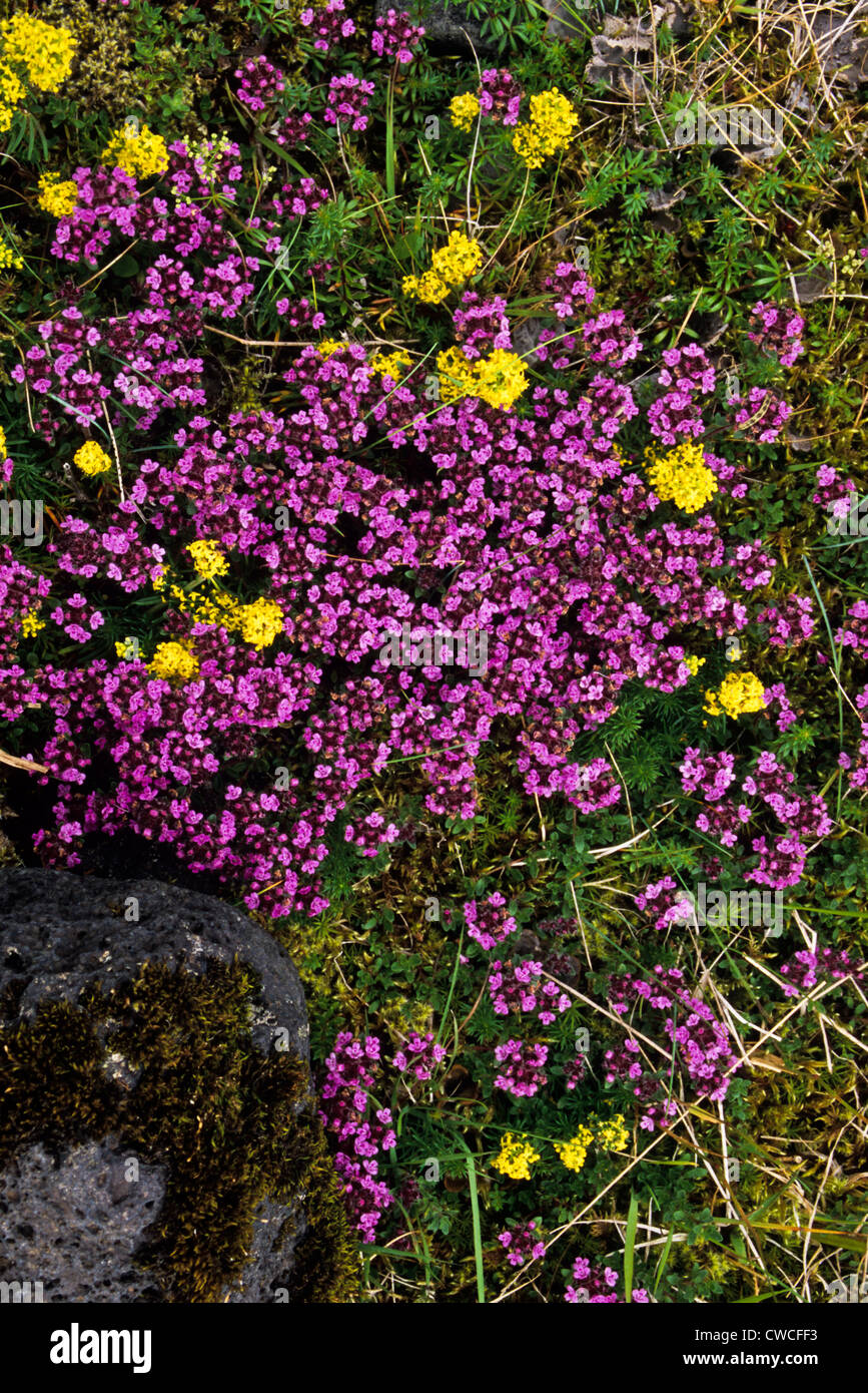 Wildflowers of europe hi-res stock photography and images - Alamy