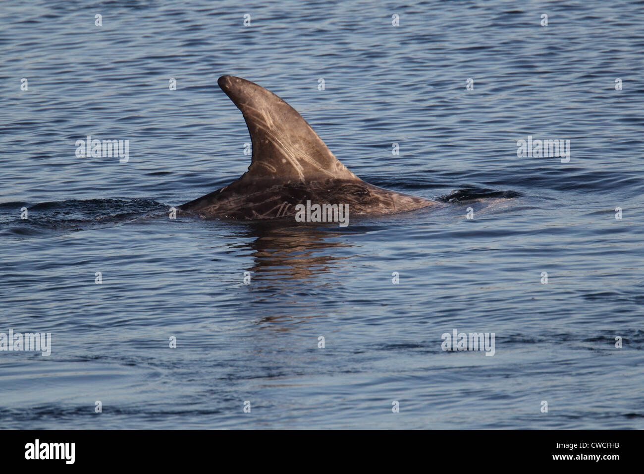 Risso's Dolphin Grampus griseus Catfirth Shetland Scotland UK Stock ...