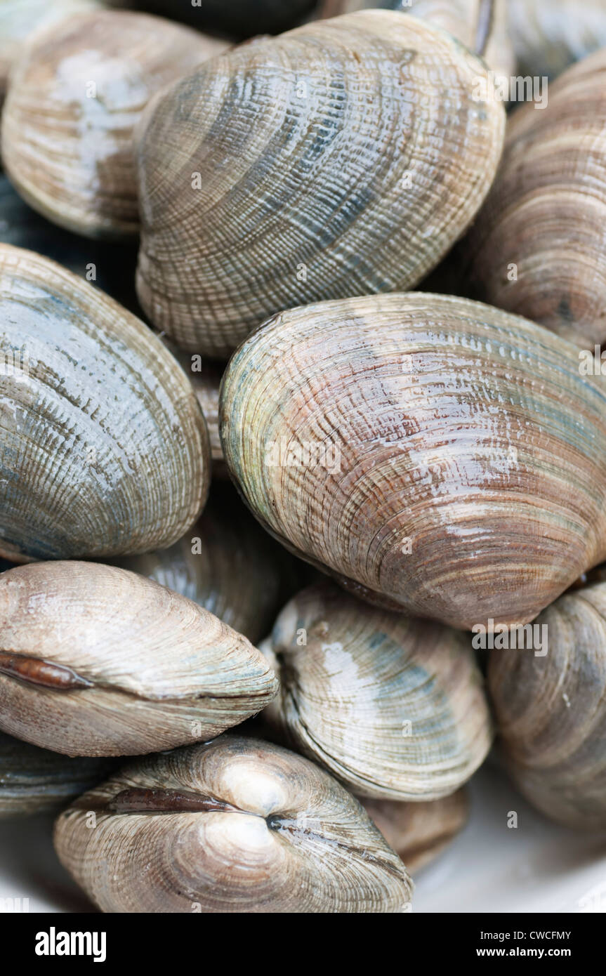 Closeup of freshly dug and washed clams from Canada's Desolation Sound. Stock Photo
