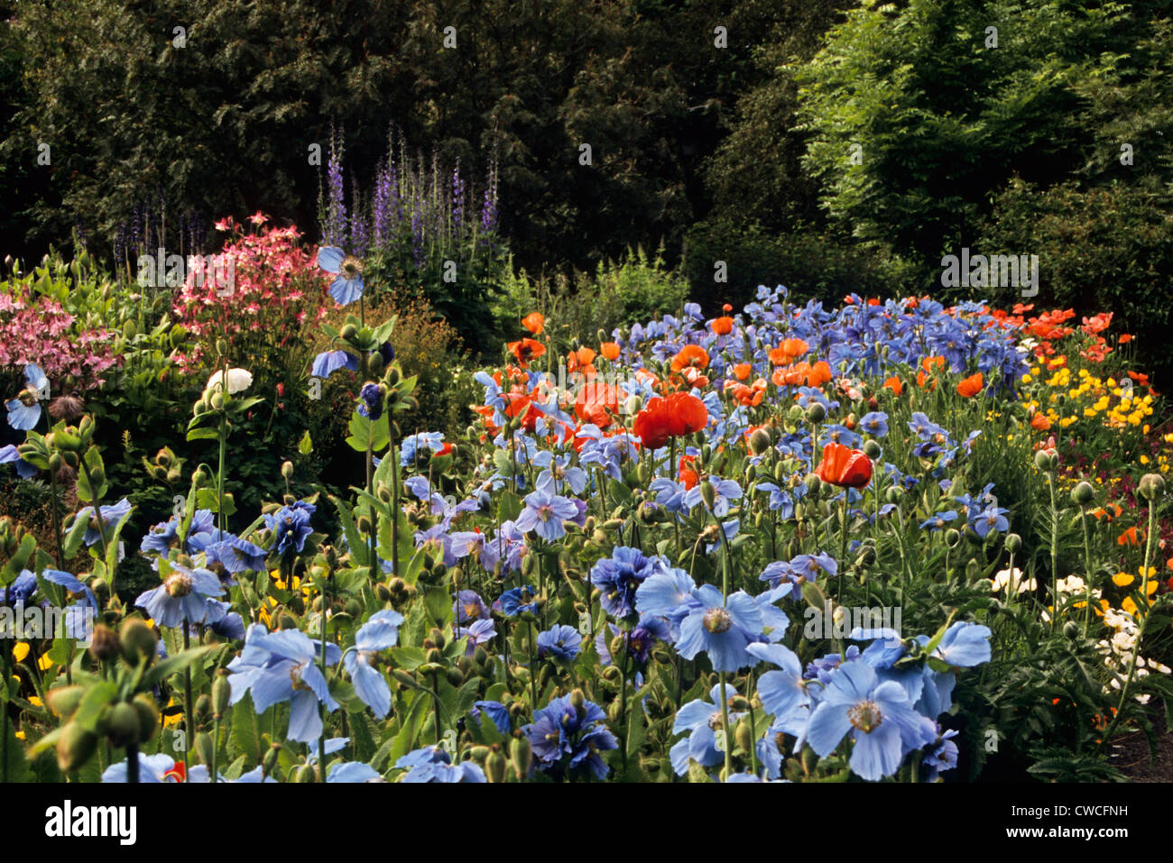 Colourful Blue Himalayan poppies and Oriental poppies at the botanical garden in Akureyri, Iceland, Europe, English Colourful oriental garden poppies Stock Photo