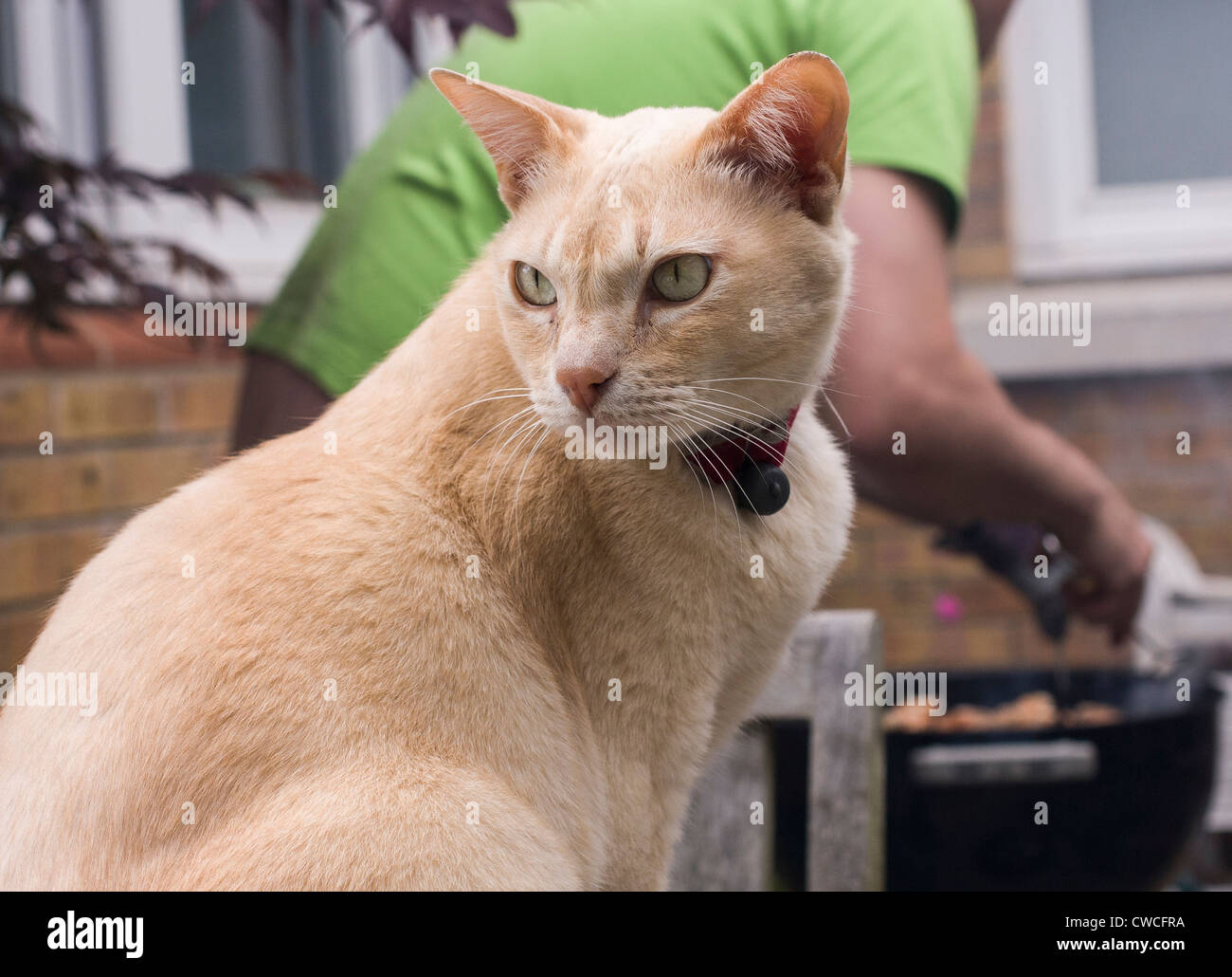Burmese cat waits hopefully for a taste of the barbecue which is being tended in the background Stock Photo