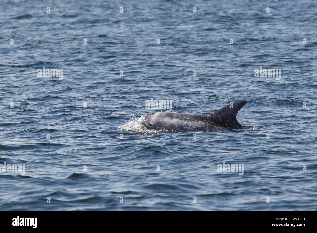 Risso's Dolphins Grampus griseus Mousa Sound RSPB reserve Shetland ...