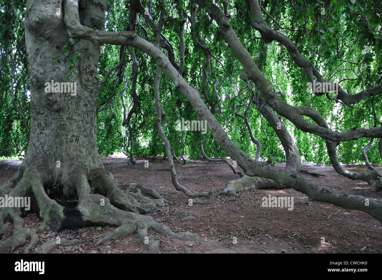 weeping beech tree for sale