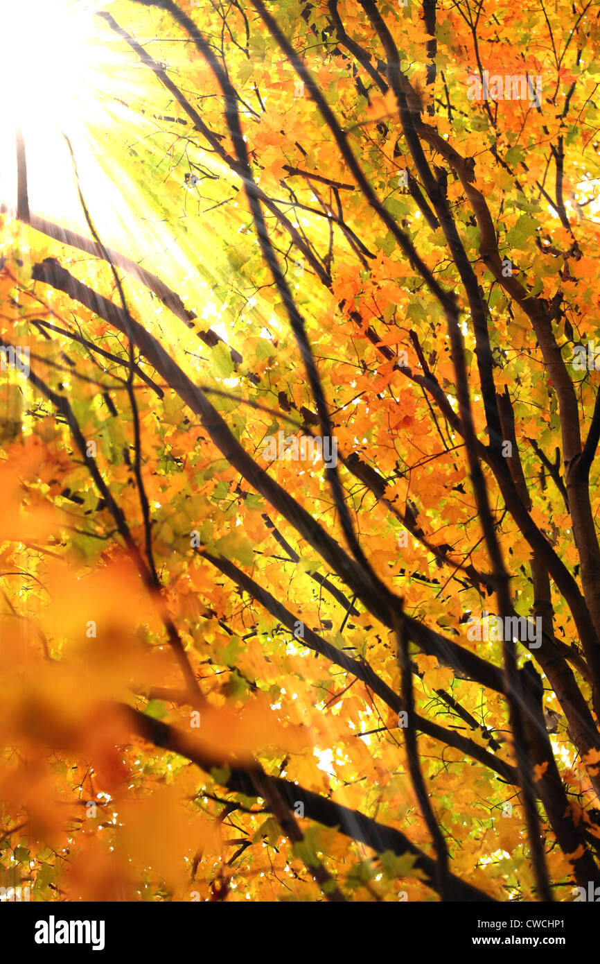 Tree leaves lit by the sun hi-res stock photography and images - Alamy