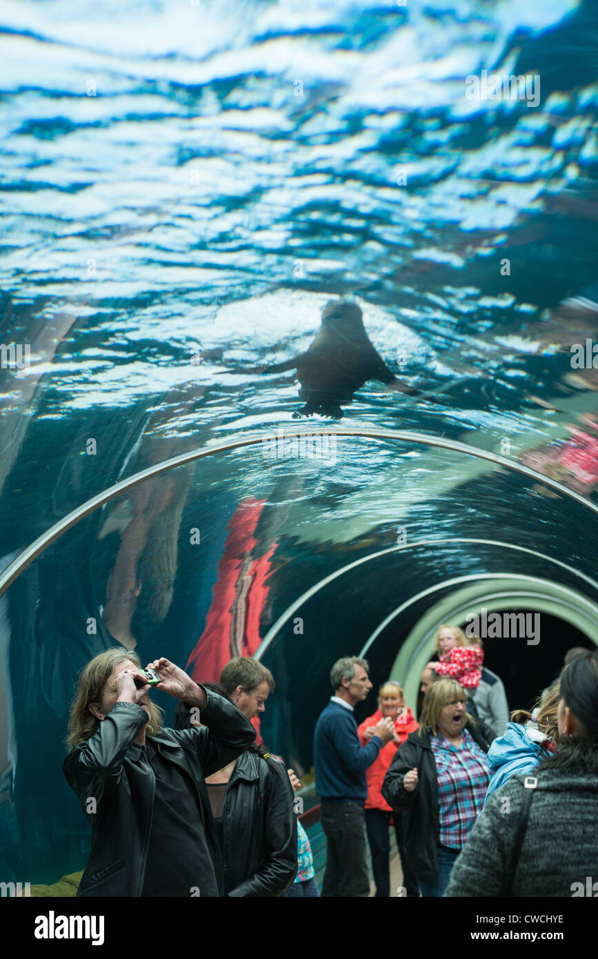 Playa Patagonia at Colchester Zoo has the largest straight underwater tunnel in Europe. Suffolk, UK. Stock Photo