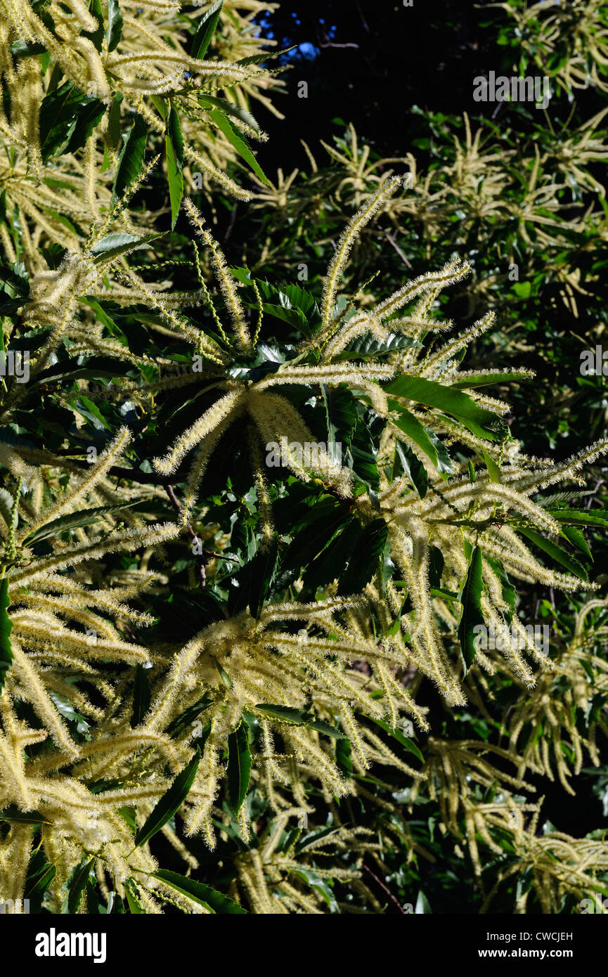 blooming sweet Chestnut, Corsica, France Stock Photo