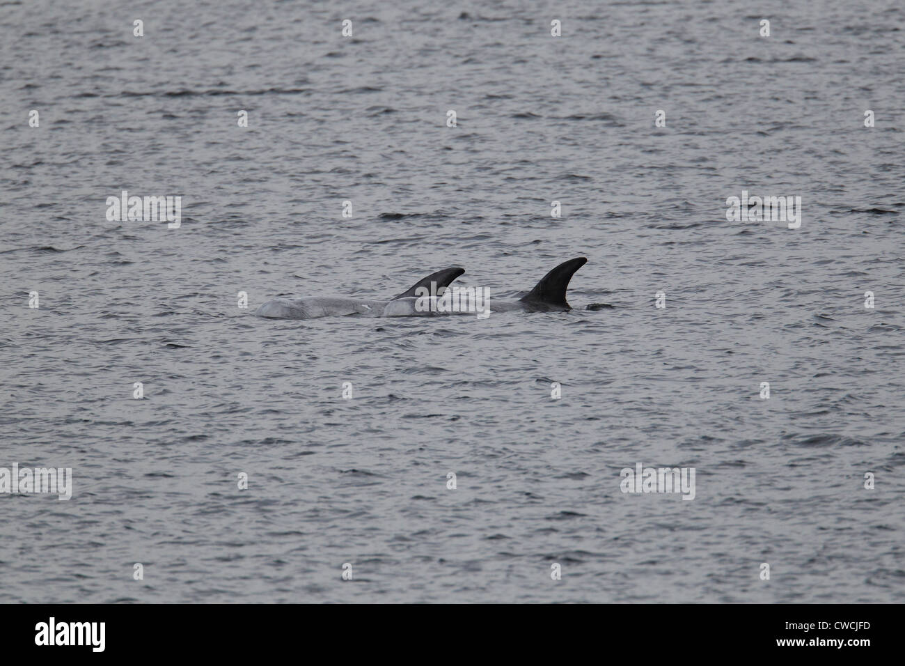 Risso's Dolphins Grampus griseus Catfirth Shetland Scotland UK Stock Photo