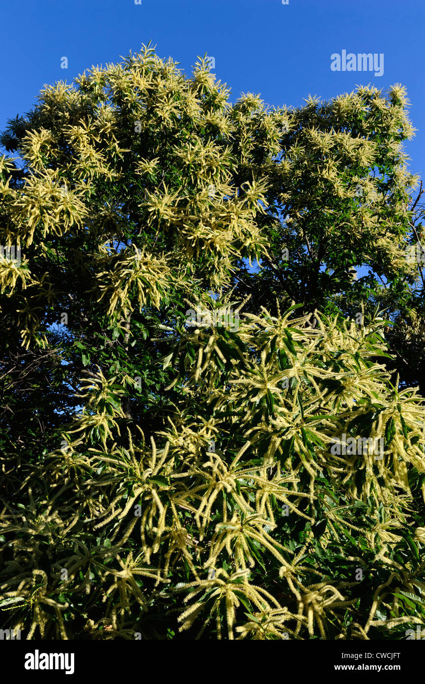 blooming sweet Chestnut, Corsica, France Stock Photo