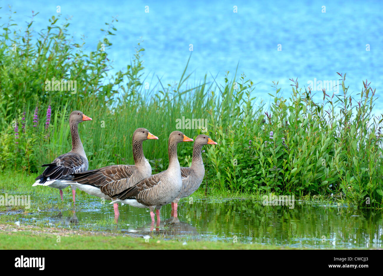 A greylag goose mother with her 3 chicks. Stock Photo