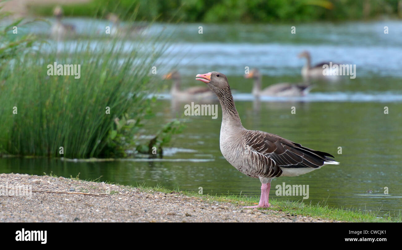 A Greylag Goose drake calls Stock Photo Alamy
