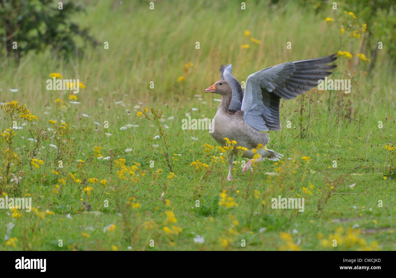 Greylag goose posing like a Pegasus. Stock Photo