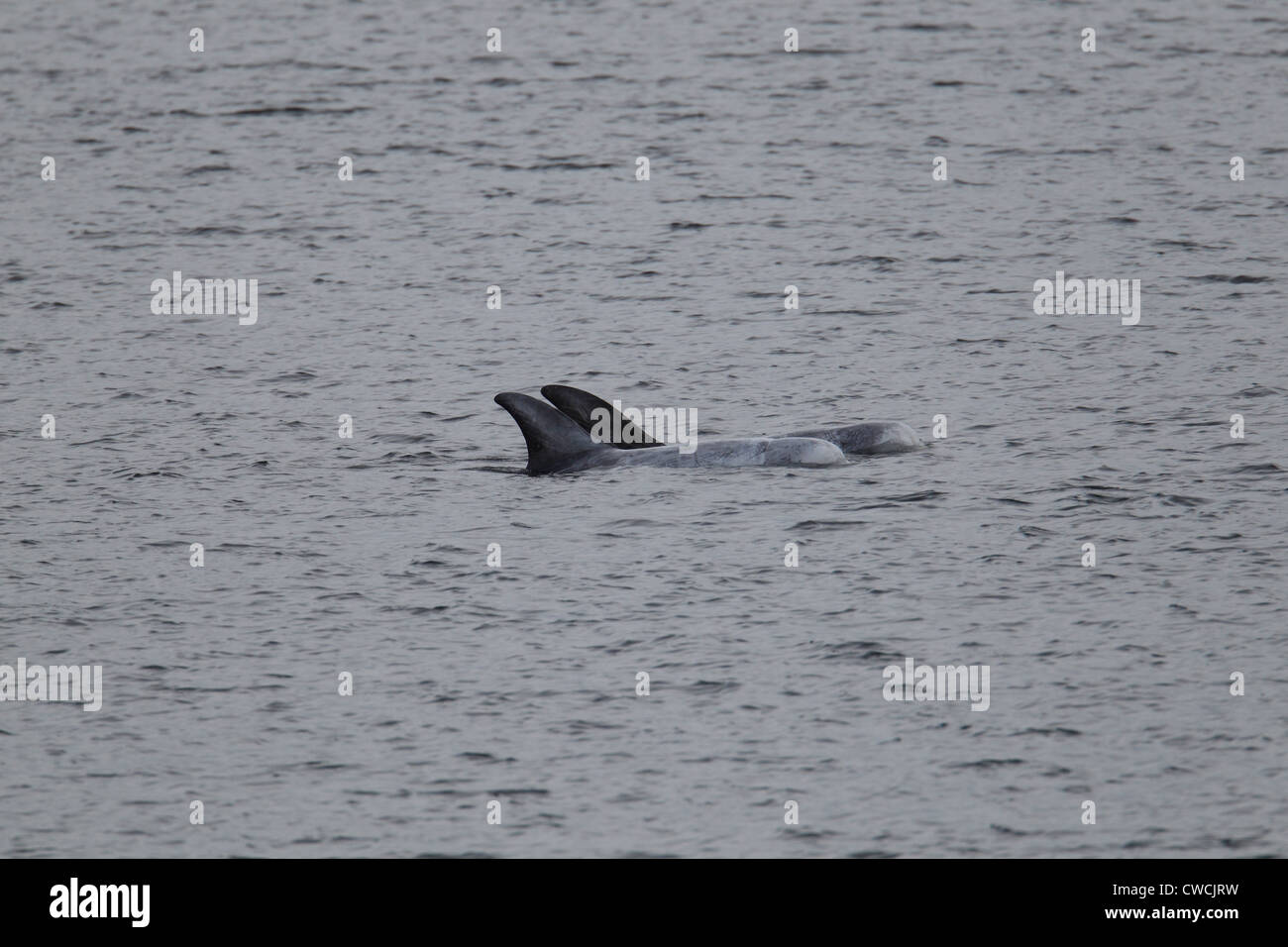 Continental shelf underwater hires stock photography and images Alamy