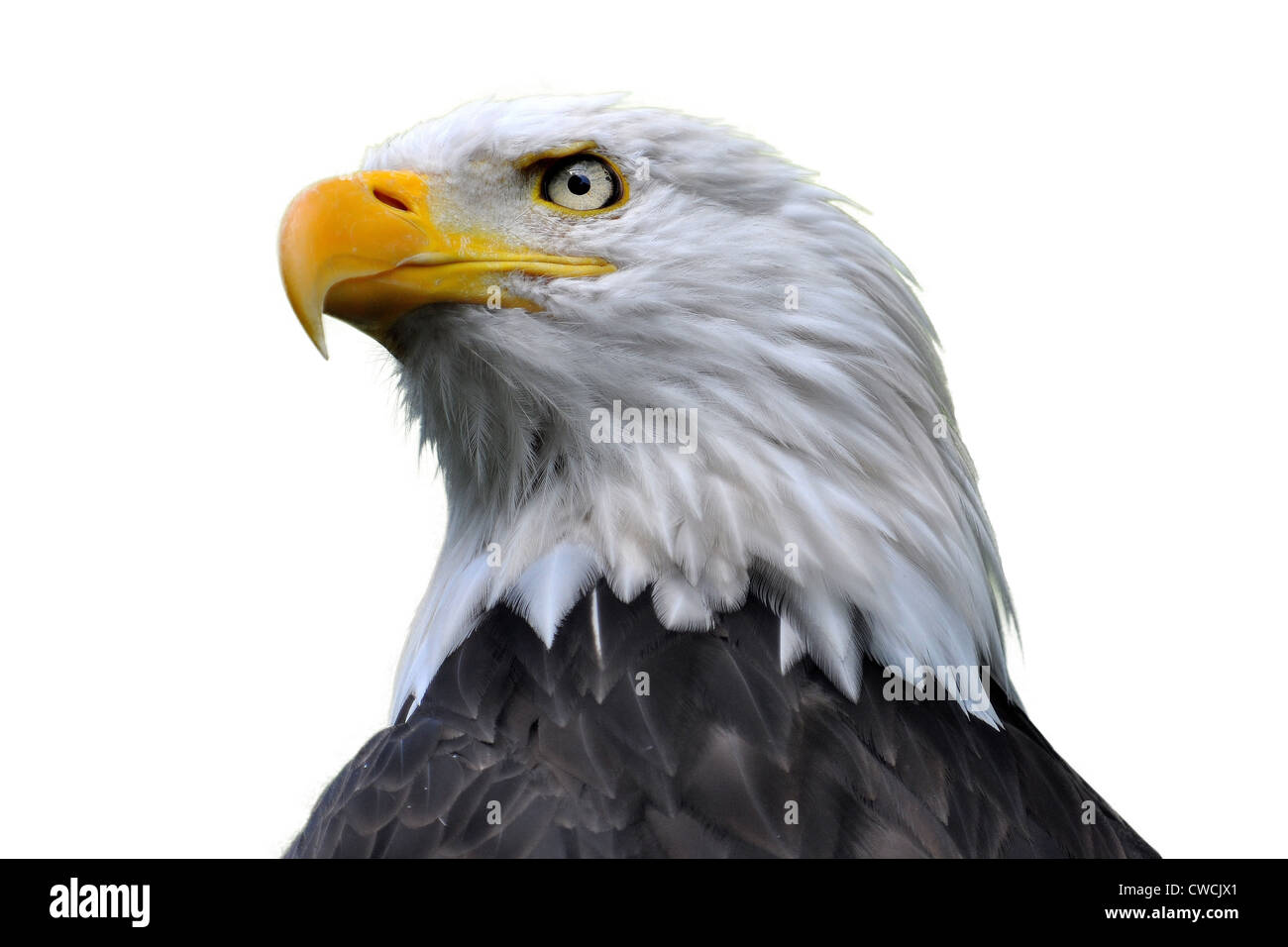 Bald head black and white hi-res stock photography and images - Alamy