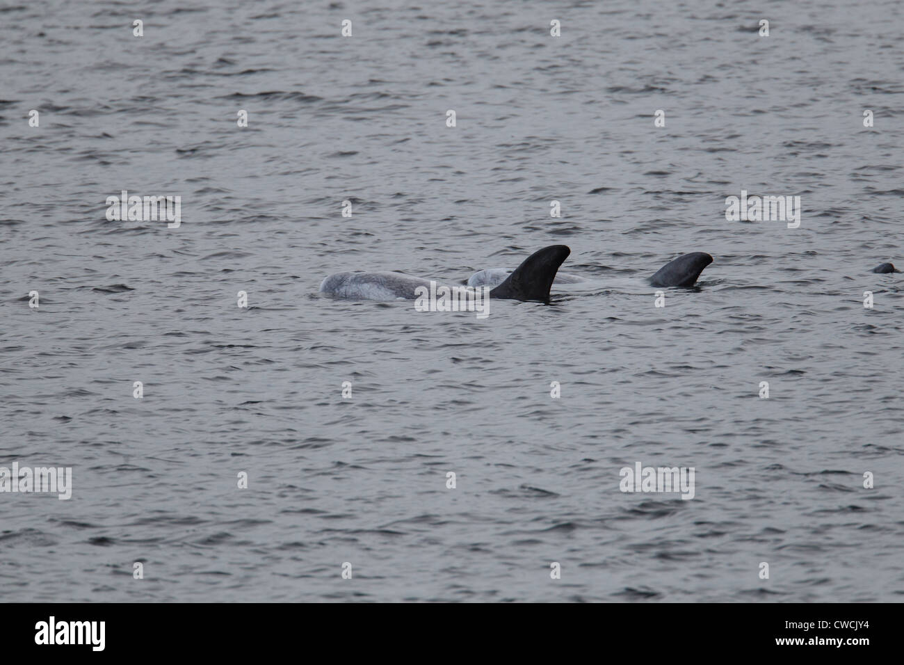 Risso's Dolphins Grampus griseus Catfirth Shetland Scotland UK Stock Photo