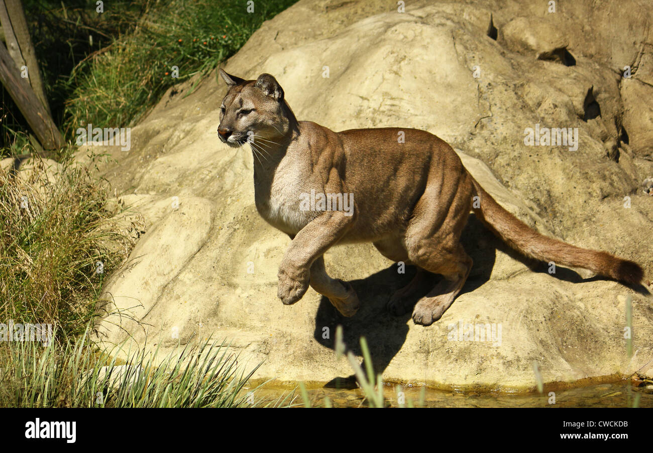 Leaping jumping pouncing hi-res stock photography and images - Alamy