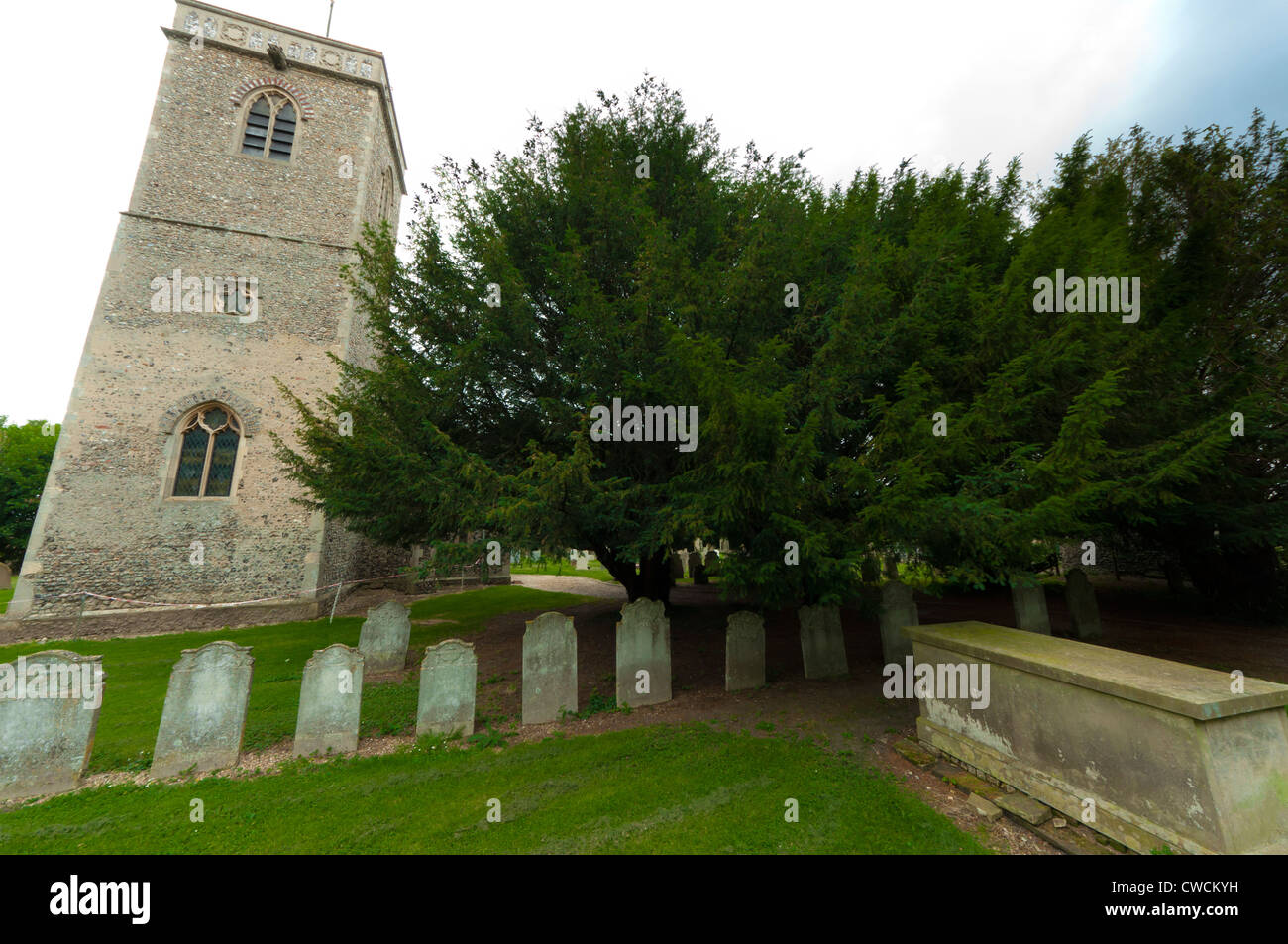 Yew tree in church yard taxus baccata Stock Photo