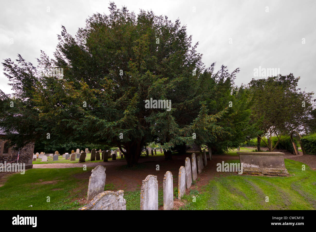 Yew tree in church yard taxus baccata Stock Photo