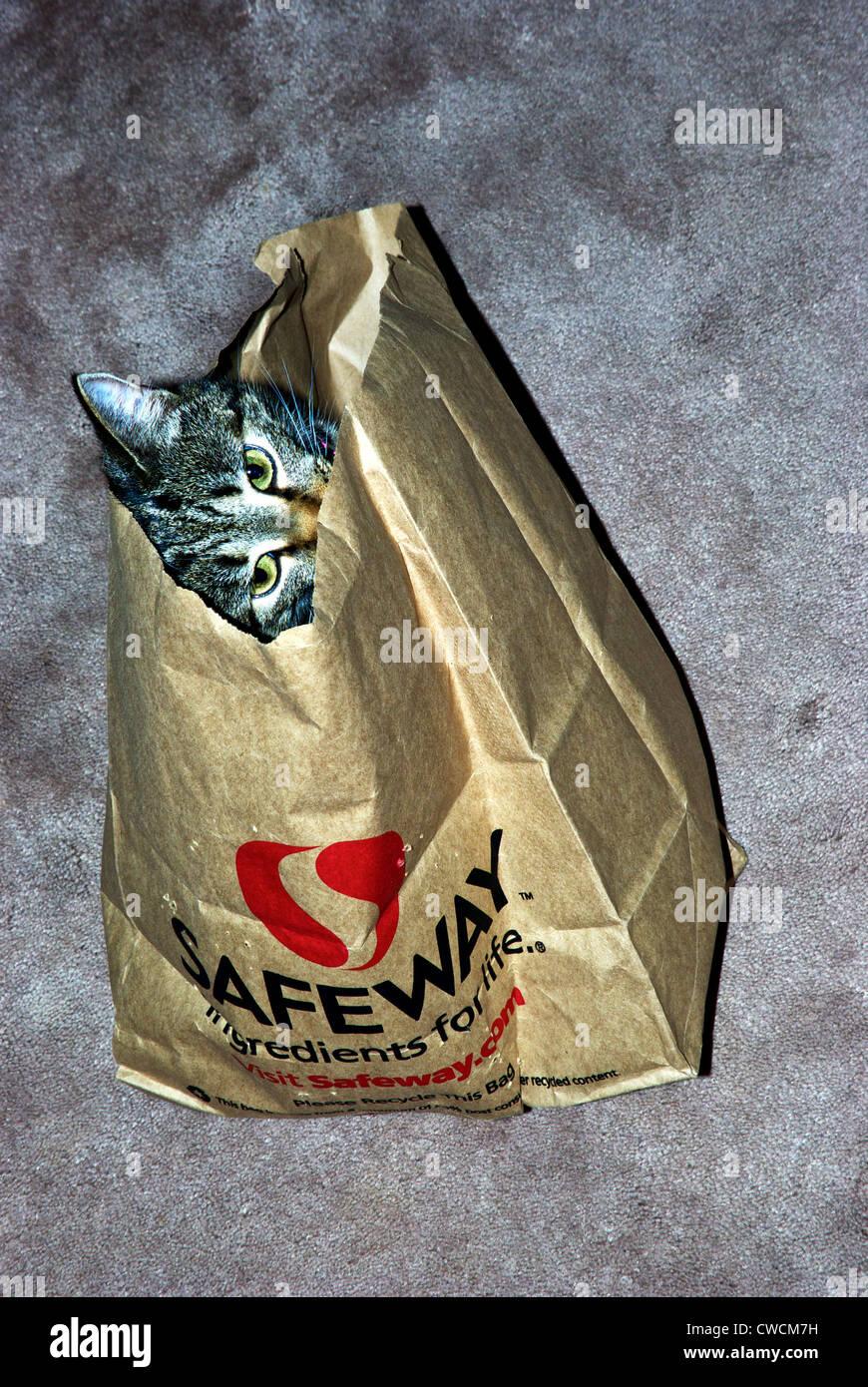 Recycled paper grocery shopping bag reused as free cat toy lair Stock Photo