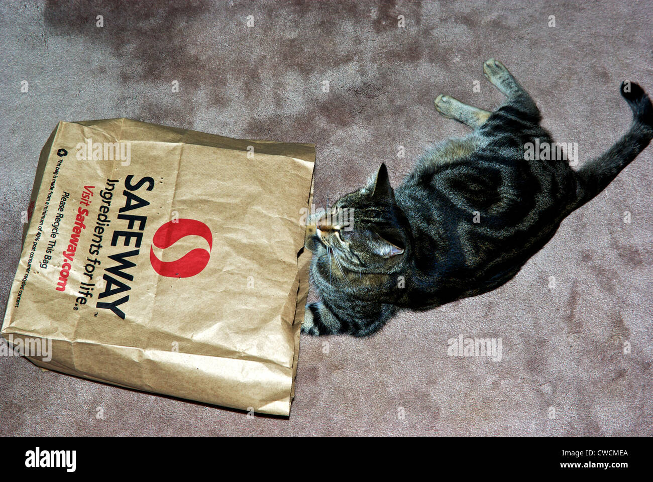 Recycle paper grocery shopping bag reused as free cat toy lair Stock Photo