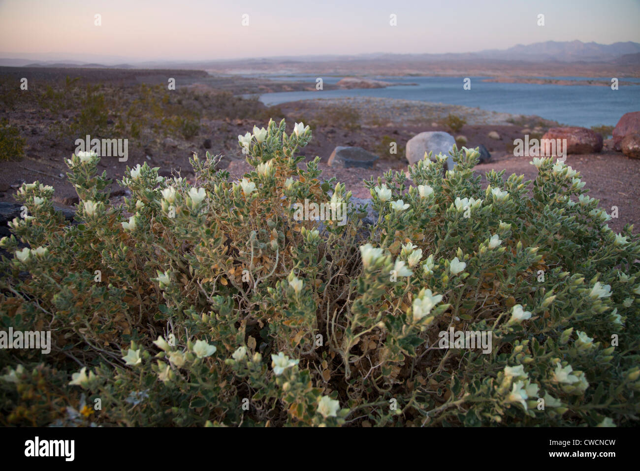 Wildflowers along the shore of Lake Mead, Lake Mead National Recreation Area, near Las Vegas