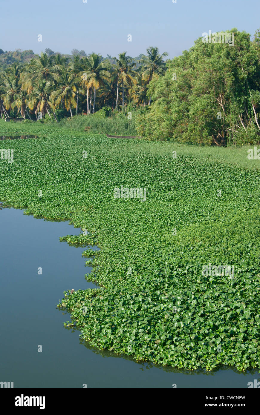 Veli Lake on the banks of Akulam Lakes Surrounded by Eichhornia crassipes Algae.Kerala Backwaters landscape scenery Kerala India Stock Photo