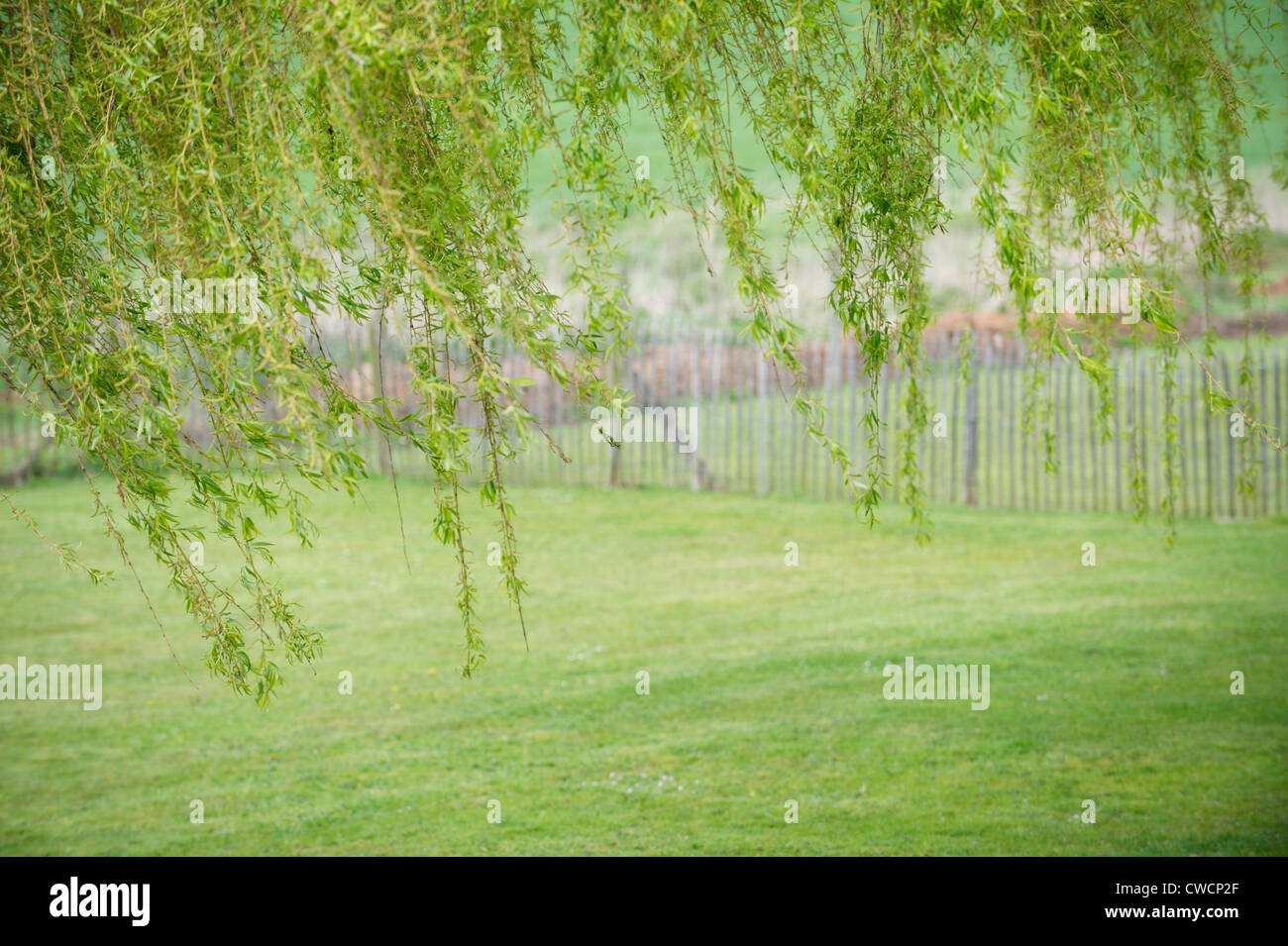 Tree with fence in a field Stock Photo - Alamy