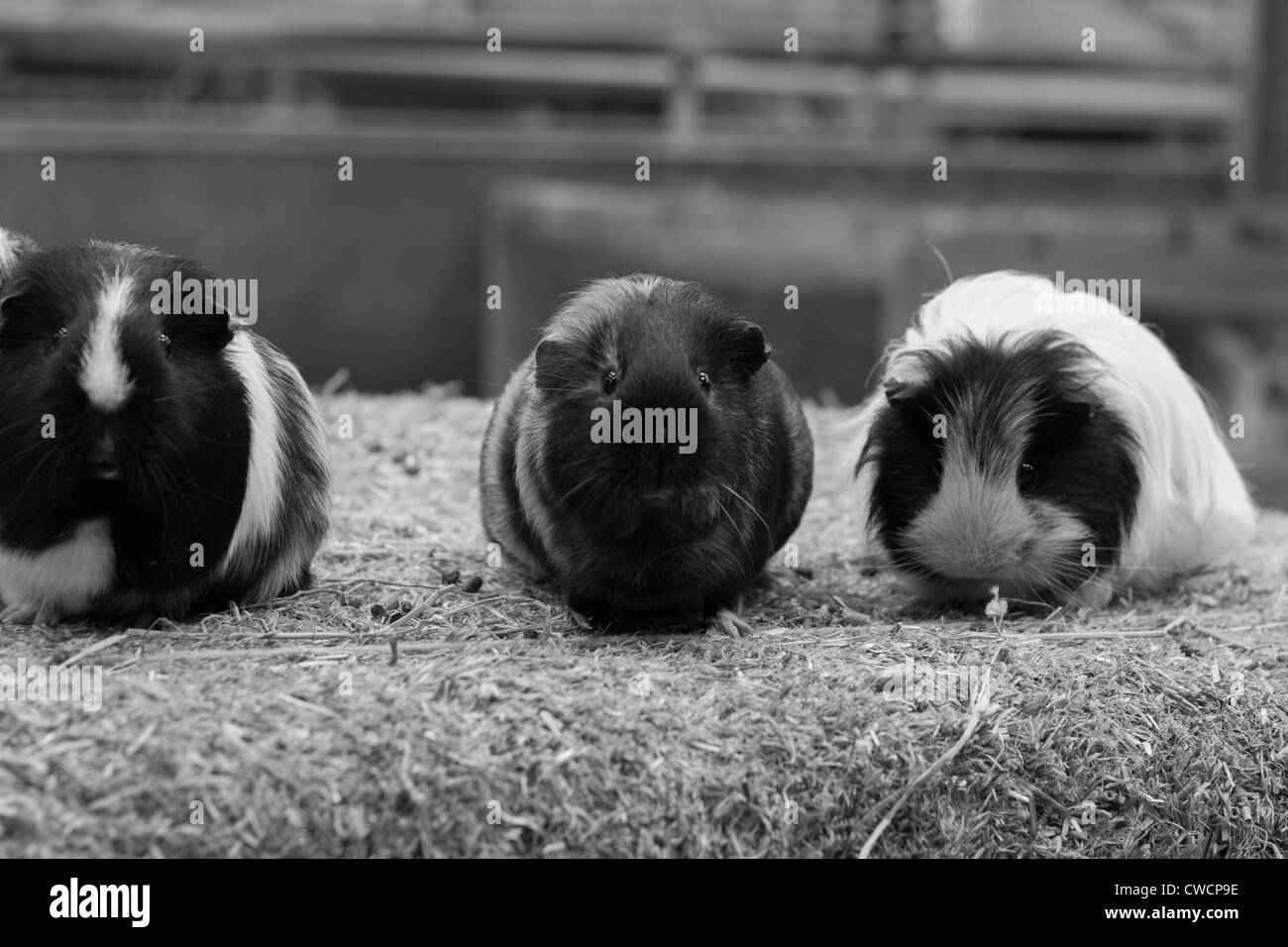 Three cheeky Guinea Pigs on a bale of Sraw Stock Photo
